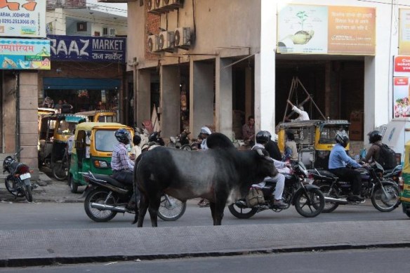 Ein zunächst ungewohnter, aber sehr häufiger Anblick im Straßenverkehr
